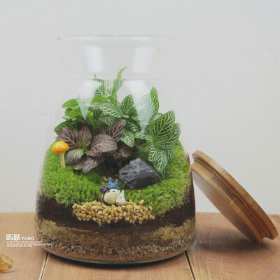  屿路生活 品 苔藓微景观 苔藓生态瓶 龙猫，手工绿植 创意绿植 盆景