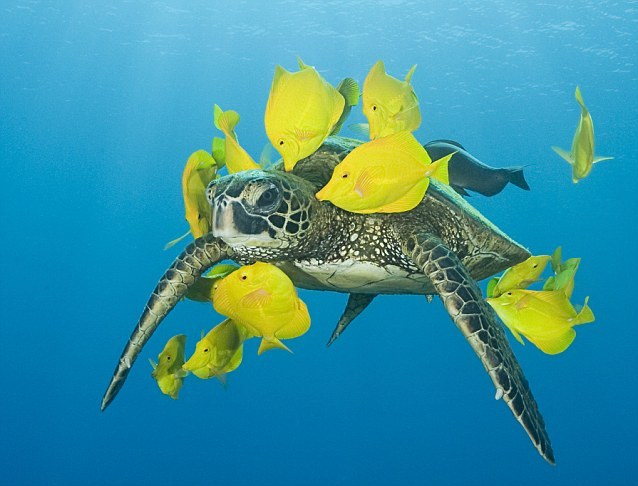 59岁的摄影师道格-伯莱因在美国夏威夷海域水下拍摄到了黃高鳍刺尾鱼为龟作清洁的过程，整个清洁过程持续了15分钟。