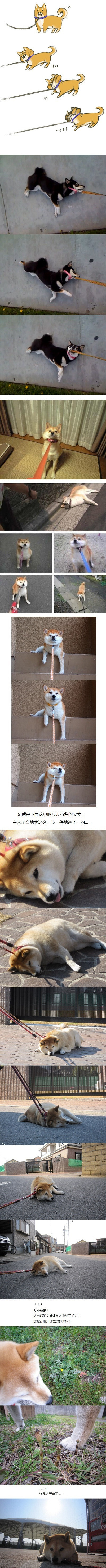 柴犬是固执的生物，喜欢一场说不走就不走的旅行。 by网络