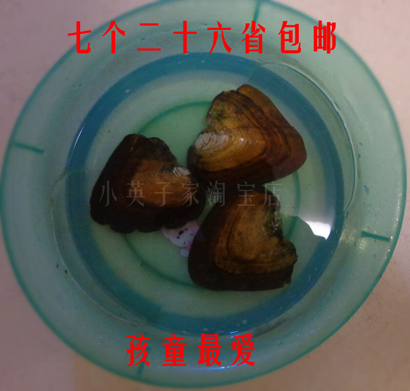 鲜活淡水小珍珠蚌小河蚌鱼缸水族景观宠物孩童最爱七个26省包邮