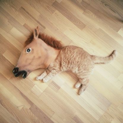 best use of horse mask ever!