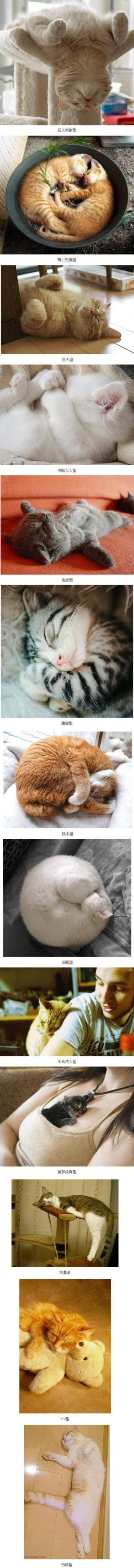 萌猫销魂睡姿13式 ！