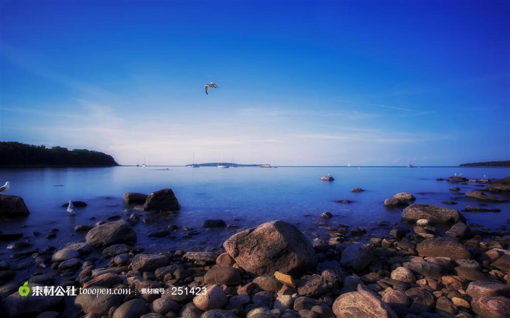 加拿大安大略湖上空的海鸥高清摄影背景图片素材