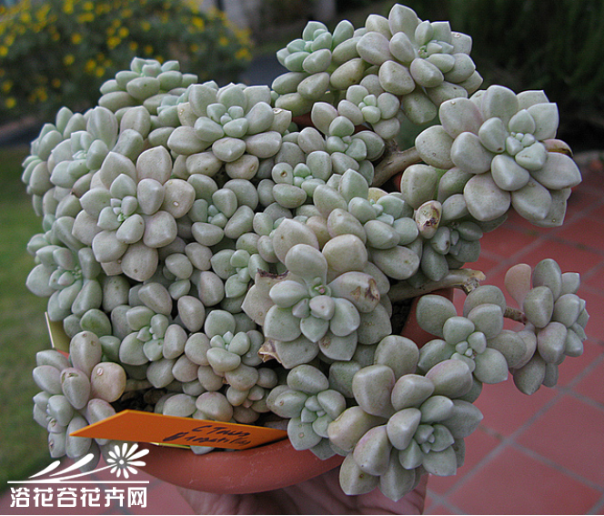 姬秋丽Graptopetalum mendozae——景天科风车草属。叶片饱满圆润，在强光下，叶片会出现可爱的橘红色，在阳光下会有轻微的星星点点金属状光泽。时间久了叶片上会有轻微的白蜡，样子非常可人。姬秋丽是非常非常迷你的品种，单头也就约1厘米。花白色，五瓣花，花的形状和秋丽花是一样的，就颜色与大小的区别。