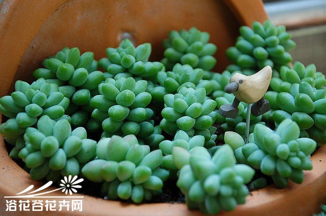 新玉缀Sedum burrito（Sedum morganianum var. burrito）——景天科景天属（佛甲草属），原产于墨西哥，又名新玉串、维州景天。有学者认为是玉缀的变种。叶片不弯曲，叶端圆形，长度约1.5㎝。叶片特征与玉缀差异大，所以多数人认为是不同种。植株匍匐生长，亦可悬挂培，强光下叶片生长致密，会更加美观。