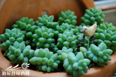 新玉缀Sedum burrito（Sedum morganianum var. burrito）——景天科景天属（佛甲草属），原产于墨西哥，又名新玉串、维州景天。有学者认为是玉缀的变种。叶片不弯曲，叶端圆形，长度约1.5㎝。叶片特征与玉缀差异大，…