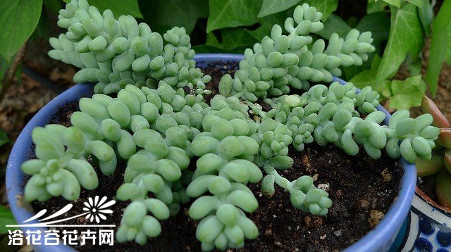 新玉缀Sedum burrito（Sedum morganianum var. burrito）——景天科景天属（佛甲草属），原产于墨西哥，又名新玉串、维州景天。有学者认为是玉缀的变种。叶片不弯曲，叶端圆形，长度约1.5㎝。叶片特征与玉缀差异大，所以多数人认为是不同种。植株匍匐生长，亦可悬挂培，强光下叶片生长致密，会更加美观。