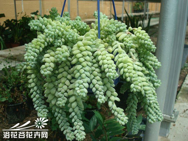 新玉缀Sedum burrito（Sedum morganianum var. burrito）——景天科景天属（佛甲草属），原产于墨西哥，又名新玉串、维州景天。有学者认为是玉缀的变种。叶片不弯曲，叶端圆形，长度约1.5㎝。叶片特征与玉缀差异大，所以多数人认为是不同种。植株匍匐生长，亦可悬挂培，强光下叶片生长致密，会更加美观。