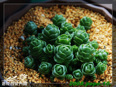 花椿Crassula 'Emerald'，又称玉梓——景天科青锁龙属，叶片翠绿上覆绒毛，花开白色玲珑小巧，容易群生，颇具观赏性.