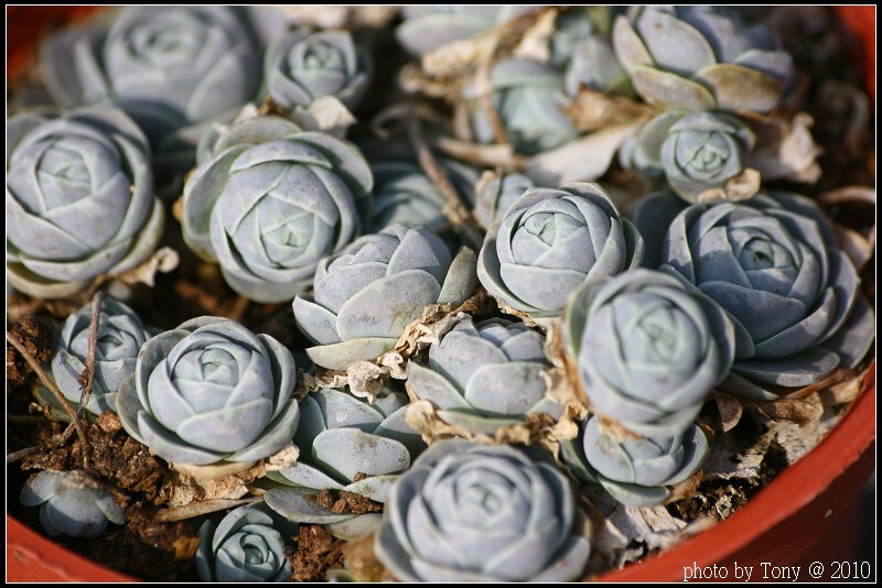 白蔓莲Orostachys furusei,景天科