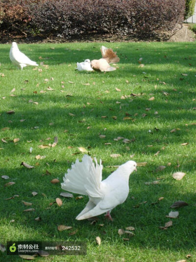 草地上一群白鸽高清摄影素材图片，桌面壁纸