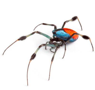 婆罗洲的长颚蜘蛛。摄影师介绍说，“马了盆地无脊椎动物的种类相当惊人，从亮蓝色的红腹部怪异蜘蛛到比人类手还长的巨型倍足纲节动物。”