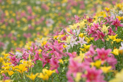 一遍野百合花背景图片高清图片素材