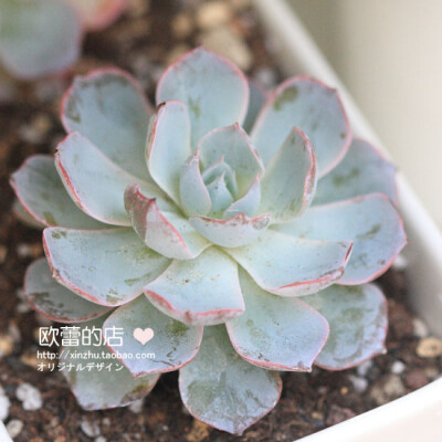 多肉植物多浆植物进口景天厚叶墨西哥蓝鸟韩国进口
