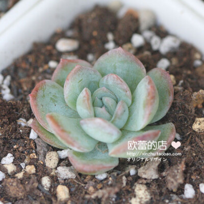 多肉植物/多浆植物/进口景天/莎莎女王/韩国进口