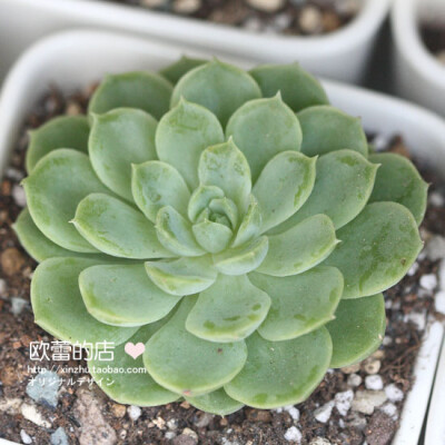 多肉植物多浆植物进口景天绿影韩国进口