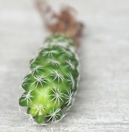 多肉植物多浆植物仙人掌科白鸟