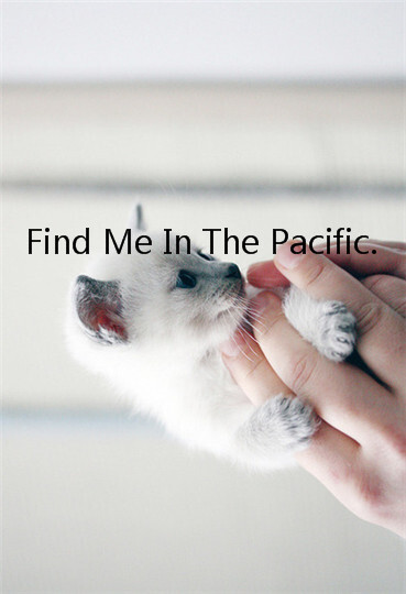 Find Me In The Pacific、Find Me In The Pacific、文字、夏天、Summer