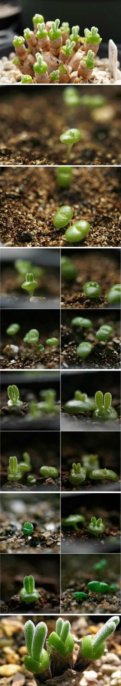 小兔子这种植物叫：“Monilaria obconica（碧光环）”番杏科多肉植物，原产南非bulabula.......很像一只只小兔子