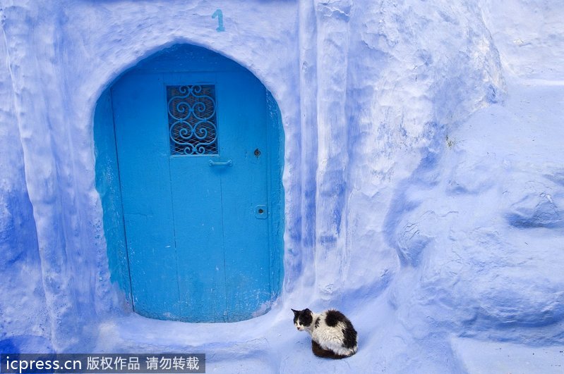 舍夫沙万蓝色小镇蓝色大门旁的喵星人.