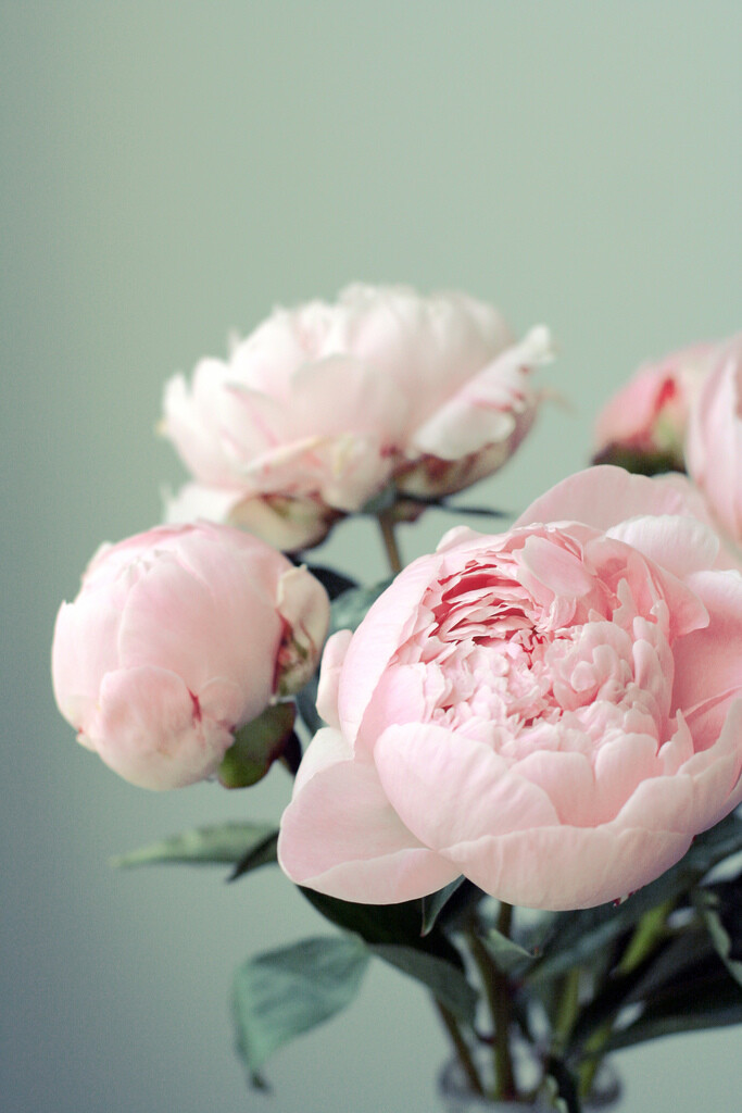 Pink Peonies