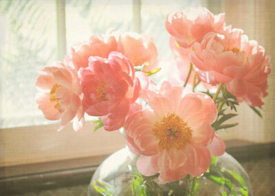 Pink Peonies