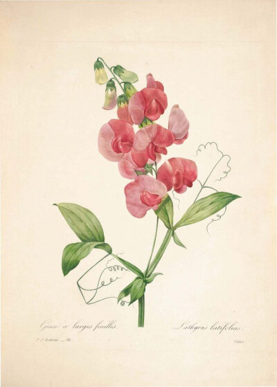 “花之拉斐尔”约瑟夫·雷杜德（PIERRE JOSEPH REDOUTÉ）精美花卉插画集