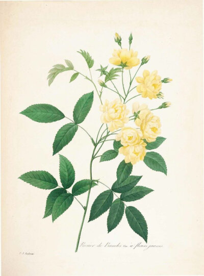 “花之拉斐尔”约瑟夫·雷杜德（PIERRE JOSEPH REDOUTÉ）精美花卉插画集