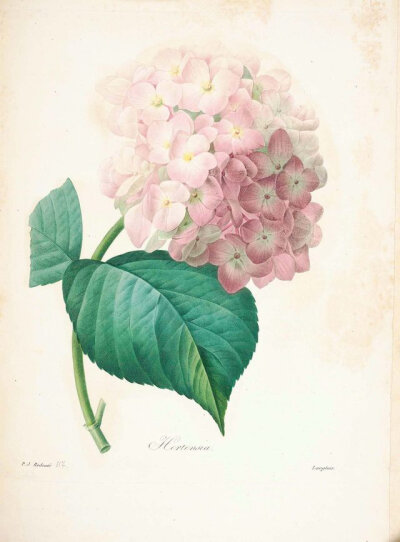 “花之拉斐尔”约瑟夫·雷杜德（PIERRE JOSEPH REDOUTÉ）精美花卉插画集