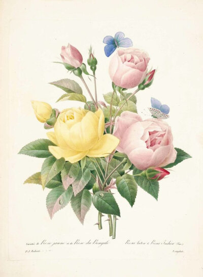 “花之拉斐尔”约瑟夫·雷杜德（PIERRE JOSEPH REDOUTÉ）精美花卉插画集