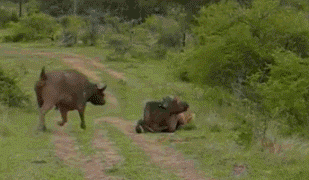 水牛发现自己的同伴被一只狮子咬住了，哎哟，这牛脾气！Great Horn！！！