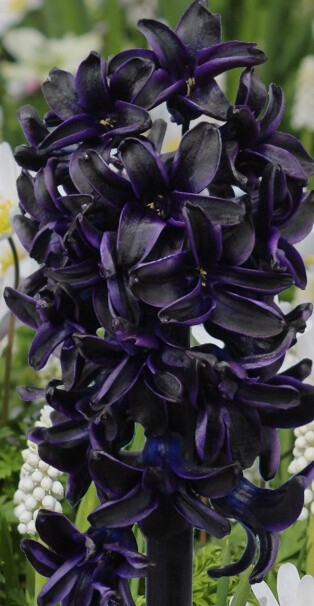 Hyacinth "Dark Dimension"