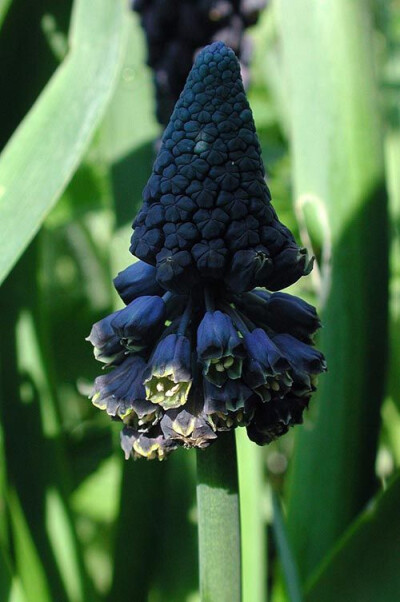 Bellevalia pycnantha (Muscari)