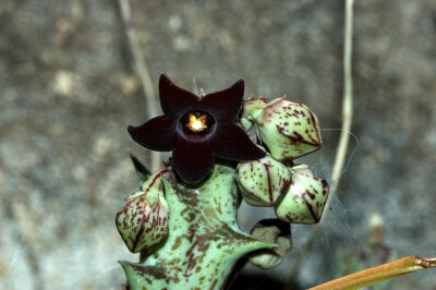 Caralluma hesperidum