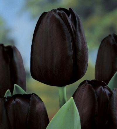 'queen of the night' tulips