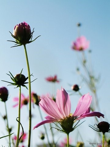 波斯菊的花语——永远快乐