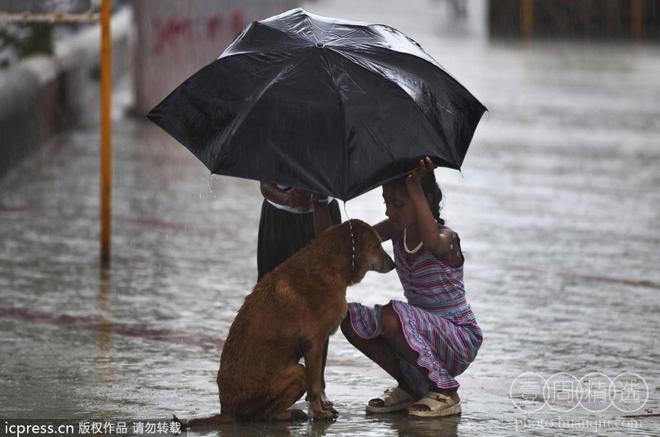 印度孟买，一名女孩在雨中为流浪狗撑伞。