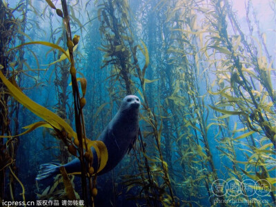 加州圣地亚哥海域，一只斑海豹在“海草森林”中穿行。