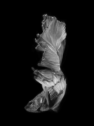 Photograph betta fish by visarute angkatavanich