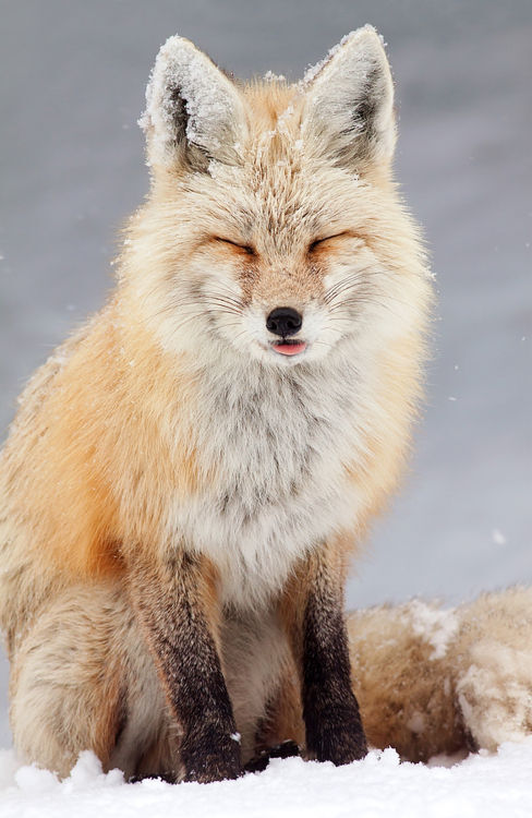 fox .