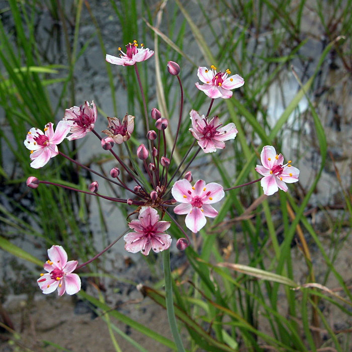 花蔺