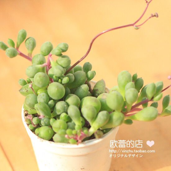 多肉植物多浆植物紫佛珠紫玄月