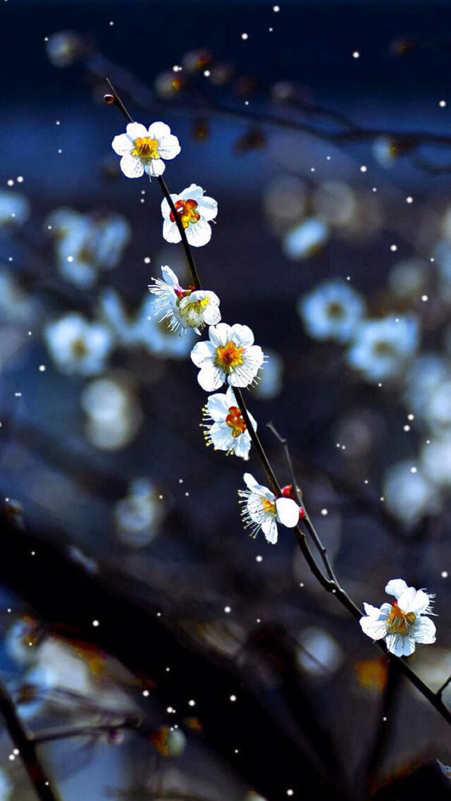 Plum blossom iPhone 5s Wallpaper