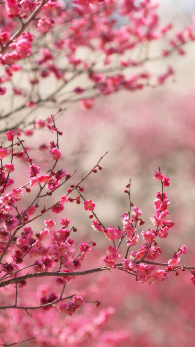 Spring Signs iPhone 5s Wallpaper