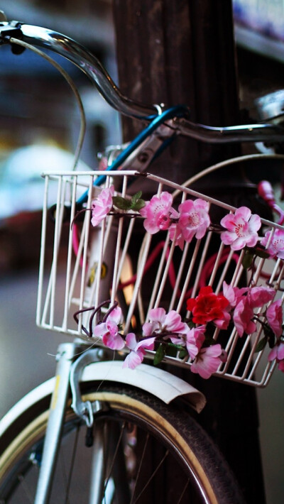 Flower Bike iPhone 5s Wallpaper