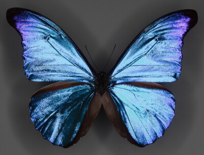  Morpho Rhetenor whole