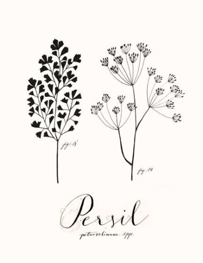 Persil by Eva Juliet.