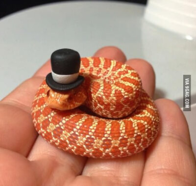 A snake in a top hat.