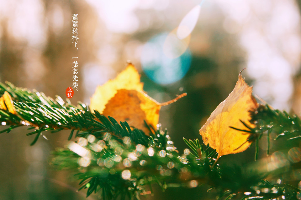 到了立秋梧桐树开始落叶因此有落一叶而知秋的成语