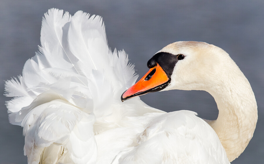 疣鼻天鹅 mute swan - 高清图片，堆糖，美图壁纸兴趣社区